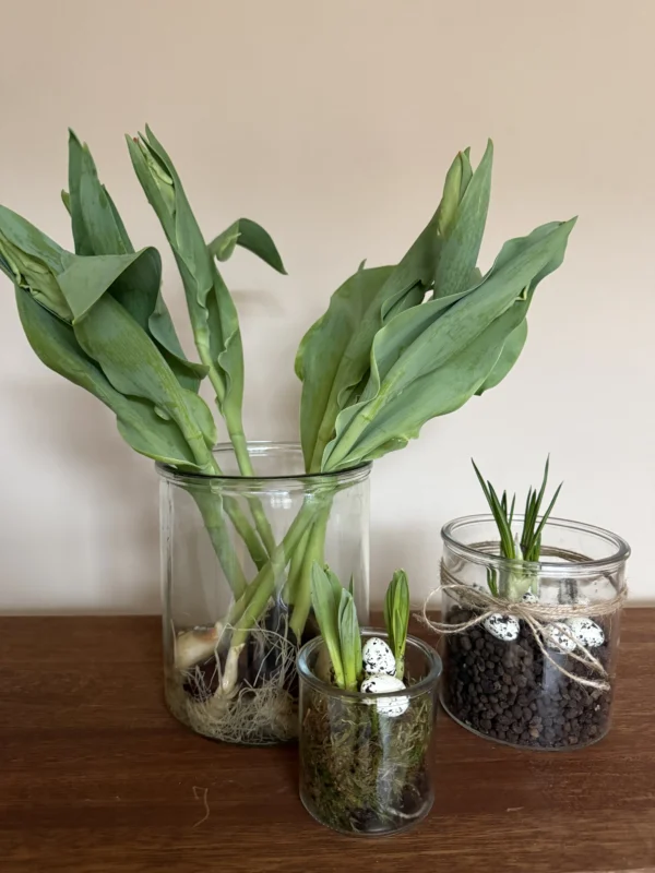Alle 3 glaskrukker med forårsløg
