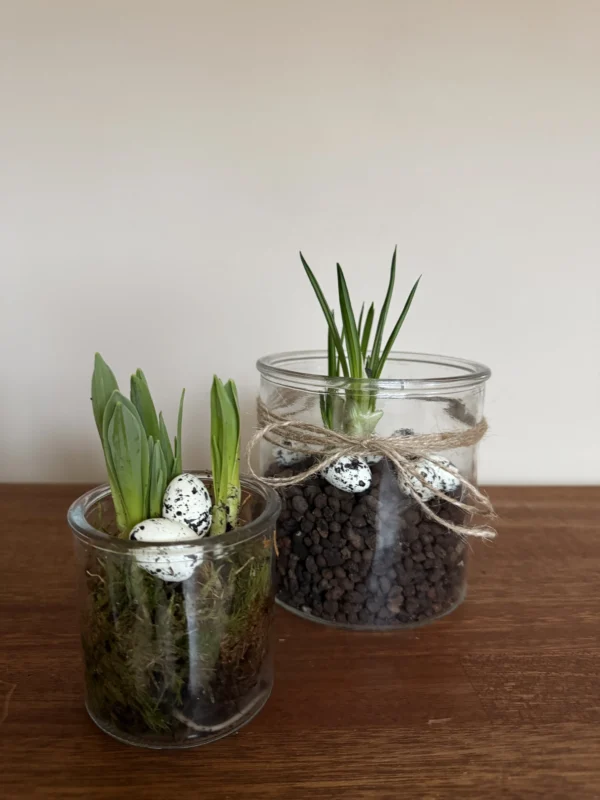 Mellem og lille glaskrukke tilplantet