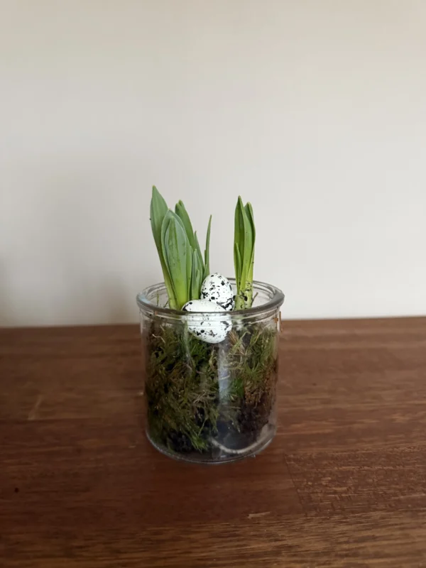 Vintergæk i lille glas krukke