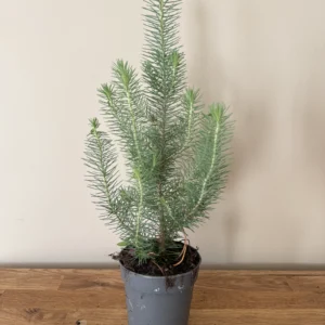 Pinus Pinea Silver crest